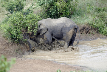 Hluluwe Imfolozi game reserve Natal South Africa