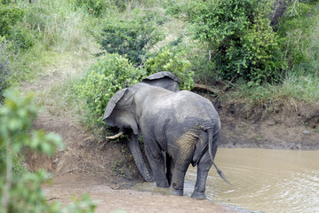Hluluwe Imfolozi game reserve Natal South Africa