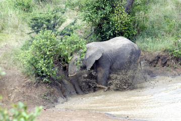 Hluluwe Imfolozi game reserve Natal South Africa