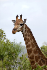 Hluluwe Imfolozi game reserve Natal South Africa