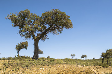 Obraz premium encina