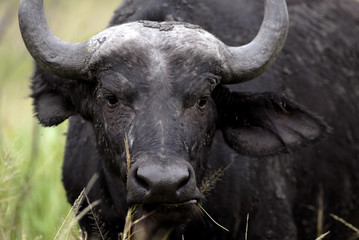 Hluluwe Imfolozi game reserve Natal South Africa