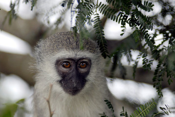 Hluluwe Imfolozi game reserve Natal South Africa