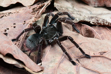 Tarantula spider aka Burgundy Goliath birdeater