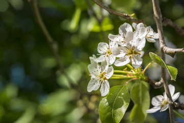 Spring blossom pear tree, scientific name Pyrus Communis