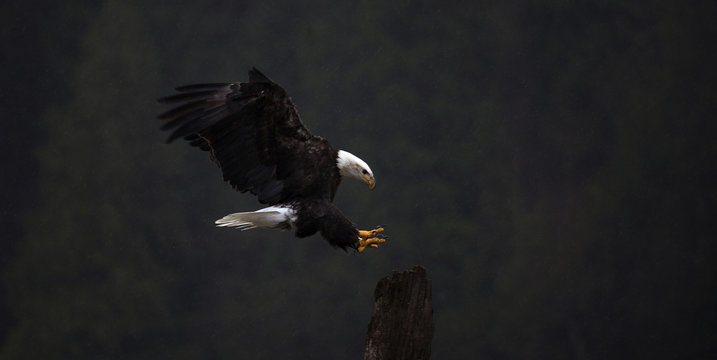 Bald eagle flying outdoors