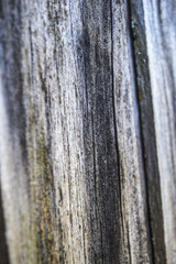 Fototapeta premium textura madera