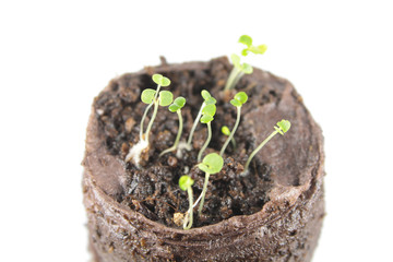 Dicot seedlings of thyme with two green cotyledon leaves isolated on white background. Young sprouts