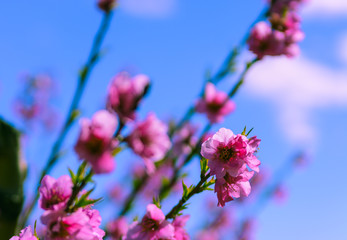 Blossoming peach tree in spring