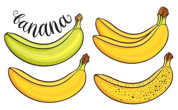 Bananas on white background, template for your design. Fresh fruits collection. Decorative hand drawn doodle vector illustration.