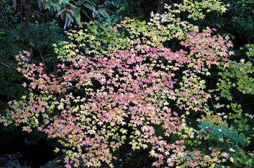 Hogsback Mountain Village Eastern Cape South Africa
