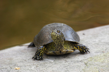 European pond turtle (Emys orbicularis) or European pond terrapin