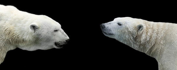 two profiles of the polar bear across from each other on an isolated black background