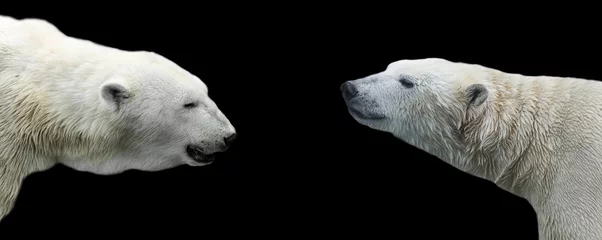 Schilderijen op glas two profiles of the polar bear across from each other on an isolated black background © nataba