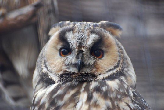 Detail face portrait, big orange eyes and bill, Eagle Owl, Bubo bubo