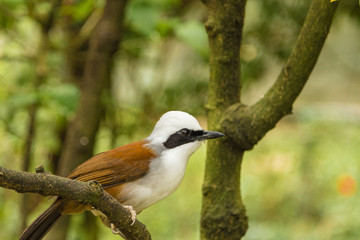 White head bulbul bird in Kuala Lumpur bird park, Malaysia