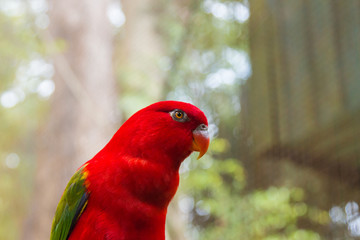 Red parrot (Chattering Lory) in Kuala Lumpur bird park, Malaysia
