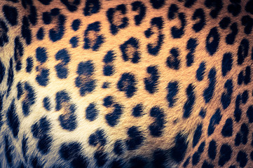 Real jaguar skin - retro vintage filter effect