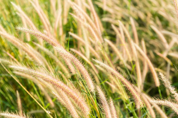 flowers grass in the morning with sunlight
