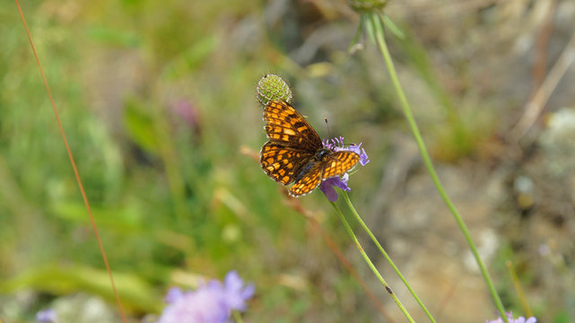 Schmetterling - Sumpfwiesen Permuttfalter 