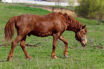Naklejka na ściany i meble Horse on a grass background