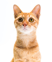 Ginger Cat isolated over white background. Animal portrait.