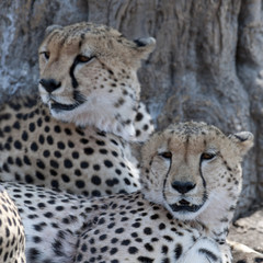 Kenya, Africa
