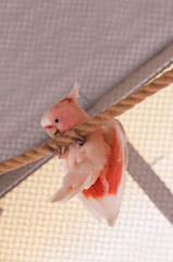 Papuga, kakadu różowa.  © Aneta