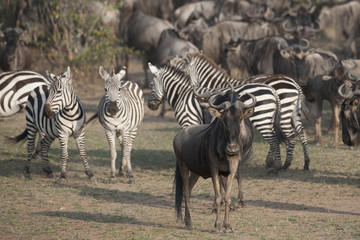 Fototapeta na wymiar Kenya, Africa