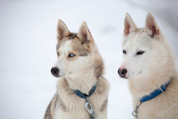 Huskies