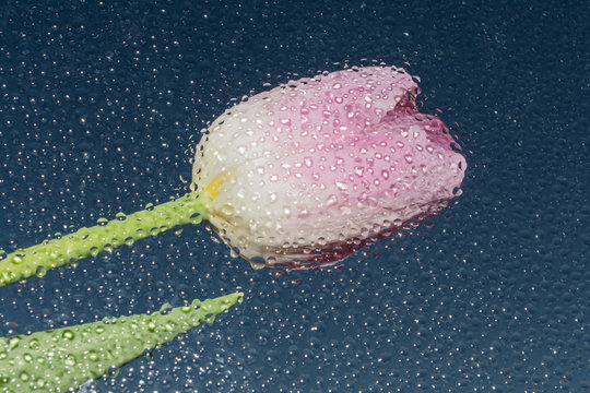 One Flower Tulip Is Located Behind The Glass On Which Many Drops Of Water After The Rain, The View Through The Drops Brings A Slight Distortion And Reflection Of Bud, Stem And Leaves, Blue Background