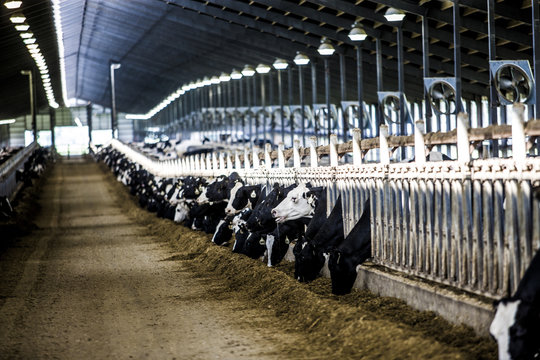 Cows Eating In Barn