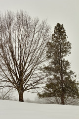 Winter snow, Buchanan Park, Lancaster, Pennsylvania, USA