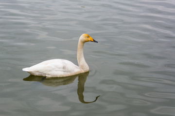 Młody łabędź na rzece. © Zbigniew