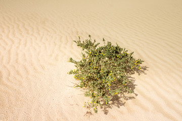 plante du désert