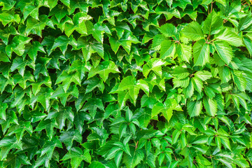 Fototapeta na wymiar Parthenocissus tricuspidata against the background of a brick wall. Place for an inscription. Textured background.