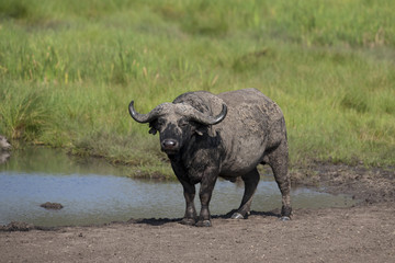 Obraz premium Kenya, Africa