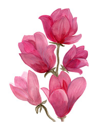 Hand drawn watercolor of pink magnolia branch