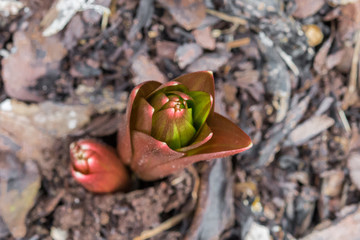Frische grüne austreibende Pflanzentriebe im Frühling auf Rindenmulch