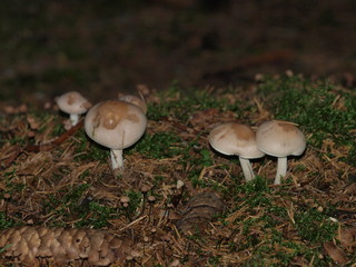 Pilze im Wald