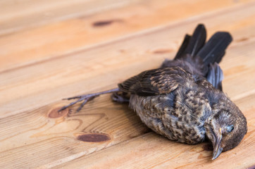 Dead little bird on the wooden background