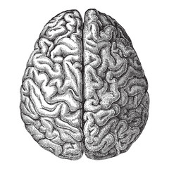Human brain - vintage illustration - 141669980