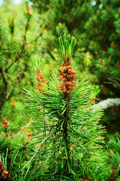 Conifer male cones. Scots or scotch pine Pinus sylvestris young male pollen flowers on a tree growing in evergreen coniferous forest. Pomerania, Poland. Selective focus.