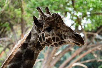 Portrait of a Bull Giraffe