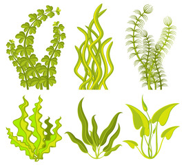 Underwater seaweed vector elements © K3Star