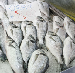 Obraz premium italian Sparus aurata fish at a fish market