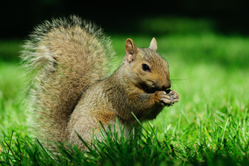 Naklejka na ściany i meble Cute squirrel take lunch break on lawn