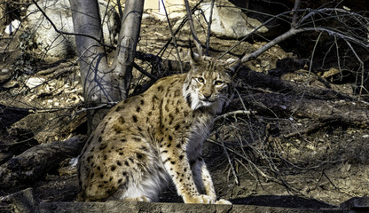 Luchs bei Baum