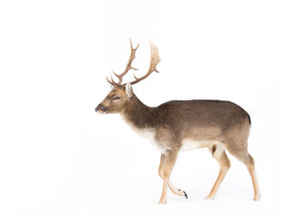Fallow deer isolated on a white background walking through the winter snow - obrazy, fototapety, plakaty