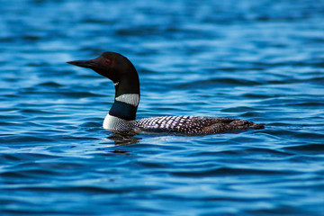 Minnesota State Bird the Common Loon  Immer gavia swims in a lake